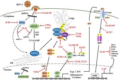 A Tug of War: DNA-Sensing Antiviral Innate Immunity and Herpes Simplex Virus Type I Infection